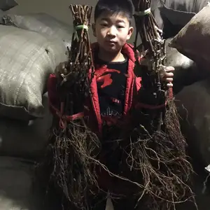 �۹�������