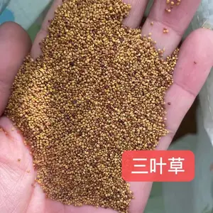 蛇目菊大滨菊花籽矮牵牛花种子野菊草棒草籽北京栾黄花槐酸枣