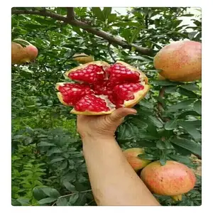 ����ʯ������ ����Ƥʯ���� �������� ��ʯ����