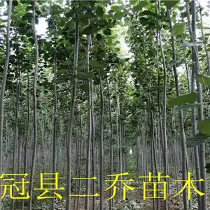 山东10公分毛白杨带土球多少钱一棵