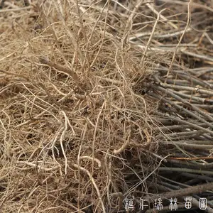 辽宁本溪刺嫩芽苗,一年生刺龙芽小苗,刺老芽树苗