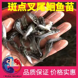 红叉尾鮰鱼苗 各种大规格叉尾鮰 坑病害强成活***