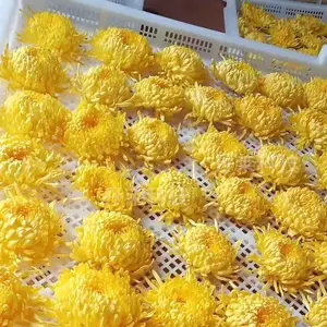 金丝皇菊烘干机 -花茶烘烤房 -环保省电空气能干燥设备