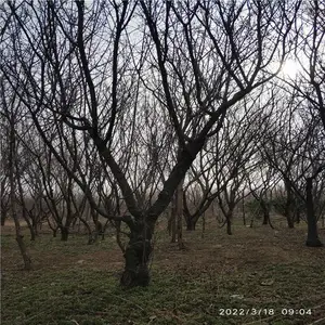 ����Ե ֦�ɲԾ��������ķ羰�� ����18��Ҷ÷��