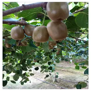 �������ۼ޽�⨺��� ����⨺����� С�� ���ֵ�⨺�����