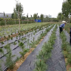 大棚蔬菜除草布