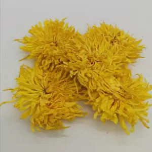 黄山金丝皇菊价格批发商金丝皇菊太阳菊七月菊