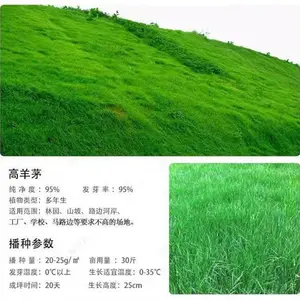 推荐常青草种草籽销售热线批发边坡绿化草种草种籽