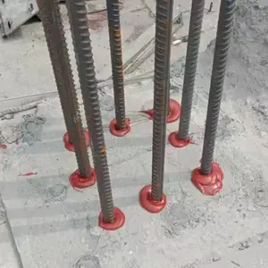���������ֲ� ����ǽ�ֽ�ê�̼� ������֬�ӹ̽ṹ��