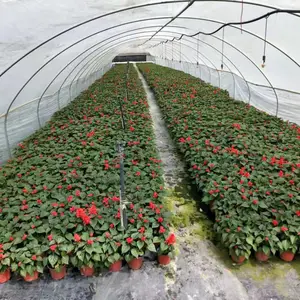 一串红种植基地 宿根花卉 成都一串红批发 绿化工程草花种植基地 成都一串红价格