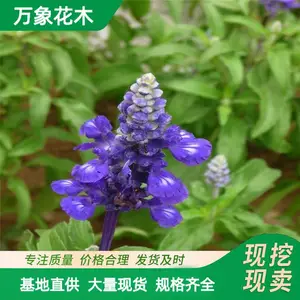 �޸��ر����� ������β�� ����Ӫ������ �ɹ�԰ͥԺ�̻����̻���
