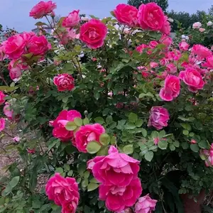丰花月季苗 20–30cm营养杯苗地被月季色块苗工程绿化苗基地批发