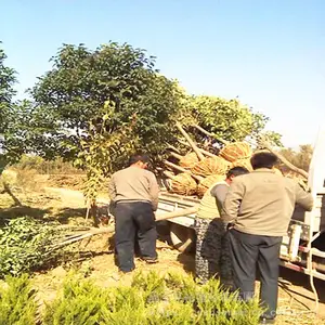 ��Ӧ��Ҷ��Ӫ������ ��·�̻����ͺ���ľ �����������Թ�Ӧ��