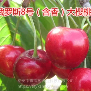 矮化吉塞拉樱桃苗基地 俄罗斯八号樱桃苗 抗寒果个大丰产