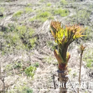 一年生树头菜苗，野生树头菜种苗，刺脑包树苗