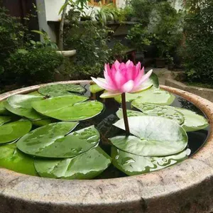 睡莲种苗种植、睡莲种苗、睡莲种苗种植基地、睡莲种苗