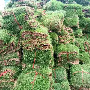 马尼拉草坪 湖南张家界校园操场绿化用的草坪种子出售价格 哪家好