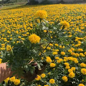 山东春泥园艺 购买橙红色孔雀草 青州橙红色孔雀草