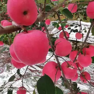 烟台苹果烟台红富士苹果代购销
