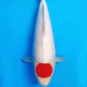 �㽭���ν�����ֳ�� ��������20cm���� �ձ�����