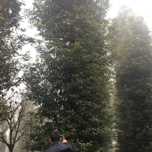Ϊʲô���ϵ���ϲ��15����СҶ���(�ľ���������е�������ΪСҶ��骼۸����
