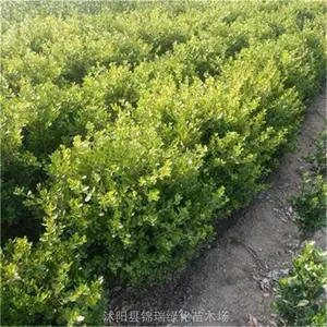 锦瑞 60公分小叶黄杨苗 当天订购当天发货 绿化工程绿篱色块苗