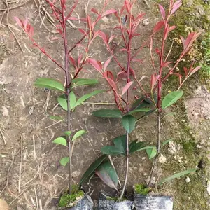 ����Ϣ ������Ҷʯ�С�罵�� Ӫ����ʯ���������ëǮһ��