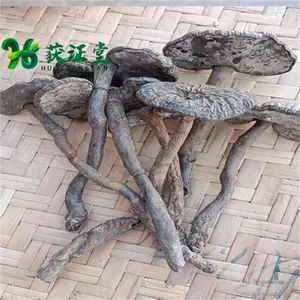 Ұ��Ѫ��֥��ҩ��ԭ��̬��ɽ����ҩʳͬԴ �ݾ��ݲ�