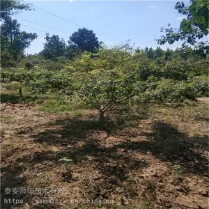 ��˼�צ�� ������ȫ 12���ּ�צ�� ��Ʒ���г���