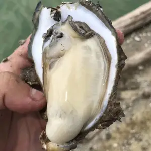 ��ˬ��� �տ�����ĵ�� �ʻ���� �����д���