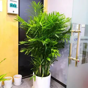 夏威夷竹,家用好养,遮挡好用,租摆常备植物,武汉植物盆栽 绿植花卉 绿丛园林