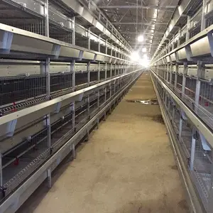 养下2000只蛋鸡需要设备 自动化蛋鸡养殖设备