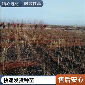 重金柳枝稷 多年生草本耐寒耐热景区园林路边种植 发货快速