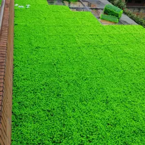富贵什锦草户外办公室楼面绿化绿植墙室内背景墙装饰仿真塑料草坪