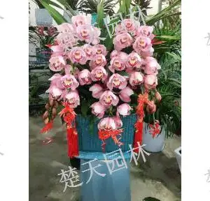 宜兴办公楼盆景零售 欢迎咨询 江阴楚天供应