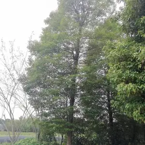 ϸҶ������� �����ϵ���� ��������� СҶ��骲��س���
