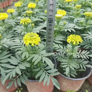 万寿菊 成都万寿菊基地 精品万寿菊杯苗 四川地被草花供应商