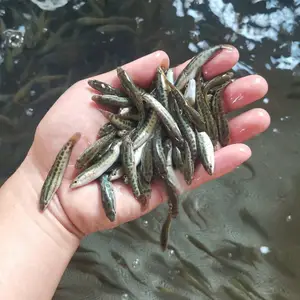 港发水产活力黑鱼苗 抢食猛长势快 耐低氧 淡水池塘水库易养