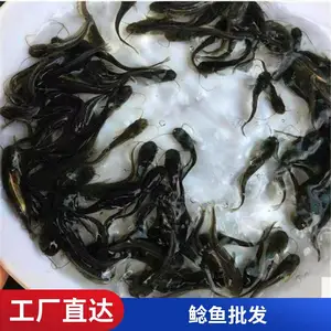 鲲腾鱼苗 鲜活塘角鱼 大排档商用食材 肉质鲜嫩 成活***