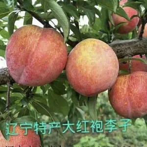 ����������������_С������***��������_������������***��
