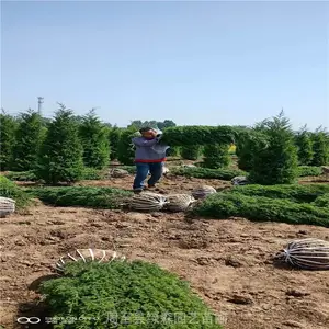 ������������-��������-�̻���ľ�ɹ�-��ľ�̻���˾