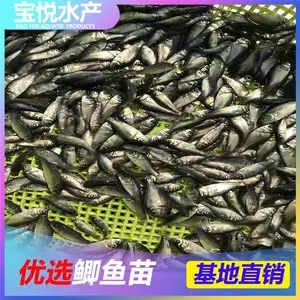 江苏连云港非洲鲫鱼苗价格 红鲫鱼苗***格