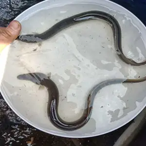 ��2021ʳ�õ�ˮ�����繩Ӧ����ѯ���ݻ���������۸� ����֧�ּ�������