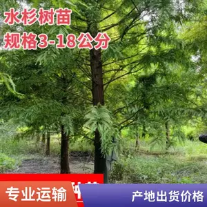 ��Ӧ10-18����ˮɼ�� ��Ķ԰��ˮɼ��ľ �����̻���ֲ��
