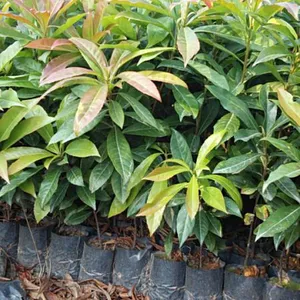 1元特卖荷树-木荷-苛木-木荷树苗