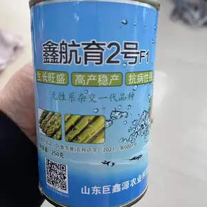鑫航育2号芦笋种子高产抗病杂交一代优质芦笋种子批发行情