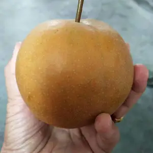 供应山农苏梨树苗 秋月梨树苗 梨树小苗 没有嫁接的梨树苗