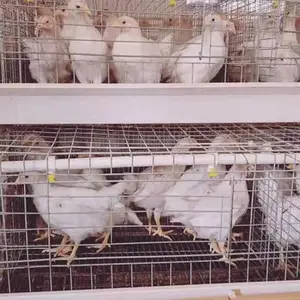 �����Ҽ��磬���꼦�����ɼ������¼������군���磬����ת��***