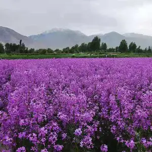 ����滨���� ŷ���㻨�� ���ﲥ�� ���� ͥԺ���ۻ������� ����ֲ������ ����ֲ��
