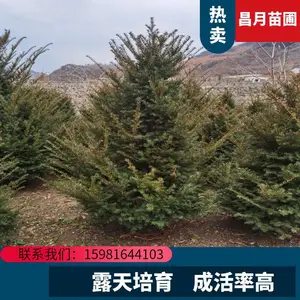 红豆杉 东北苗木 景观绿化园区绿 化用 净化空气 种苗及种球